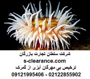 ترخیص بی مهرگان آبزی از گمرک 1