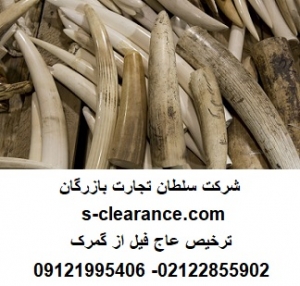 ترخیص عاج فیل از گمرک 1